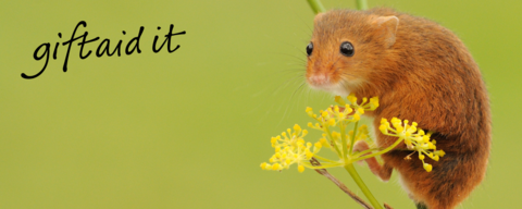 Harvest mouse by Amy Lewis and Gift Aid lt logo