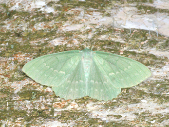 A large emerald moth resting with its wings spread