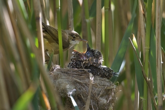 Cuckoo chick and reed warbler