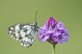 Marbled White on Pyramidal Orchid