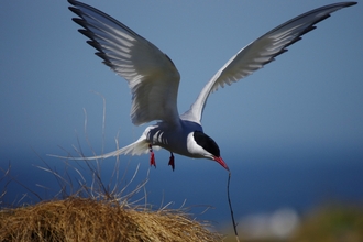 Arctic tern against blue sky, The Wildlife Trusts