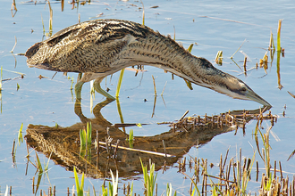 Bittern wading with reflection, The Wildlife Trusts