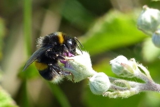 Discover the bees of Norfolk