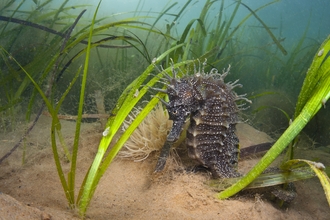 A female spiny seahorse (Hippocampus guttulatus) shelters in a meadow of common eelgrass (Zostera marina).