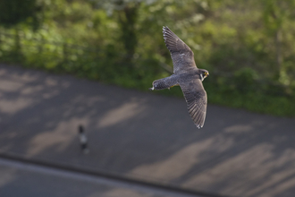 Peregrine falcon © Bertie Gregory 2020VISION