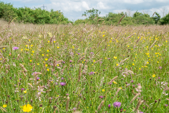 Ludgershall Meadow