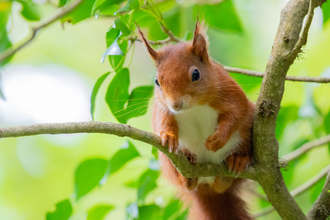 A red squirrel perched on a slim tree branch. It has visible ear tufts