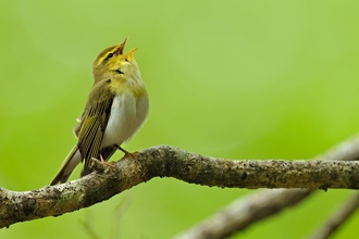 A wood warbler with its head thrown back, singing