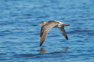 Bar-tailed godwit flying low over the sea