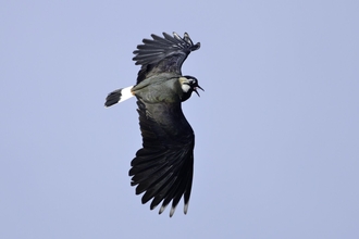 A lapwing calling as it flies, with its broad, round-tipped wings spread wide