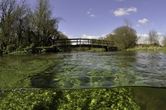 Split level view of the River Itchen, with aquatic plants: Blunt-fruited Water-starwort (Callitriche obtusangula) England: Hampshire, Ovington, May - Linda Pitkin/2020VISION