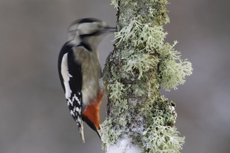 A great spotted woodpecker pecking an ice covered mossy branch.