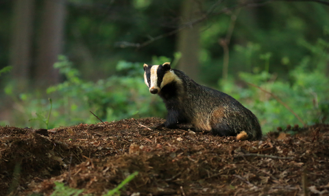 Badger in woods the wildlife trusts