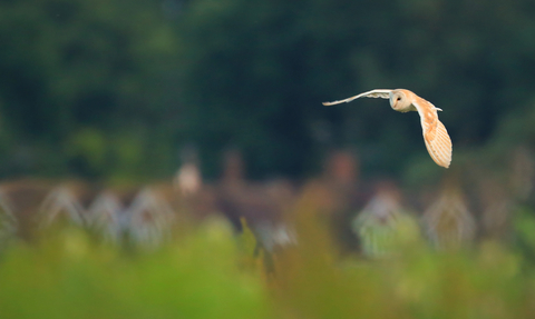 Barn owl flying near houses, The Wildlife Trusts