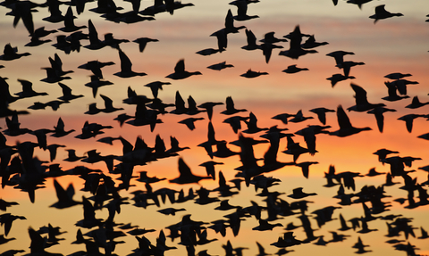 Dark-bellied brent goose migrating against an orange sky, The Wildlife Trusts