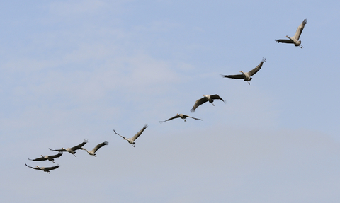 birds in flight, the wildlife trust