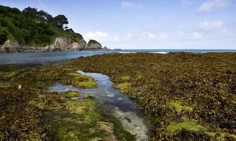 Rockpools and seaweed on the shore in summer, The Wildlife Trusts