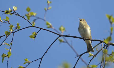 willow warbler singing