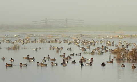 A flock of wigeon and lapwings in the fog