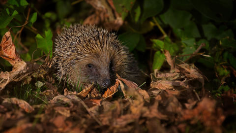 A hedgehog snuffling around in the leaf litter