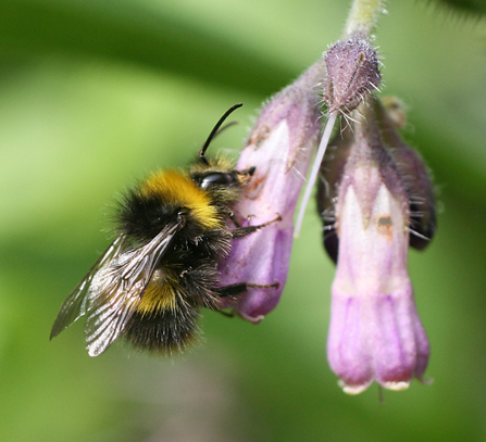 Early Bumblebee