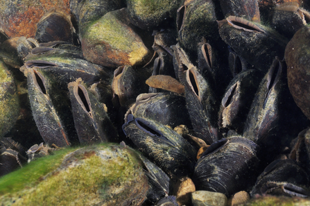 Freshwater Pearl Mussels - Linda Pitkin