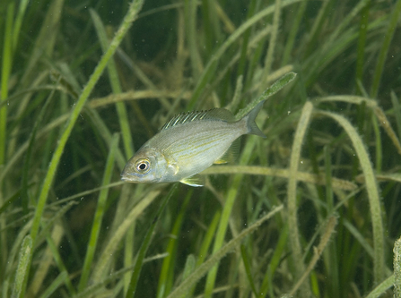 Black sea bream