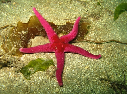 Bloody Henry starfish