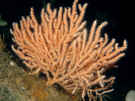 Pink sea fan