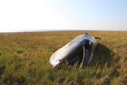 Potential Sei Whale stranded in grass, The Wildlife Trusts