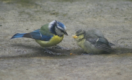 Blue tit feeding fledgling on the ground