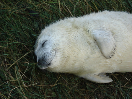Grey seal pup lying with eyes closed, the Wildlife Trusts