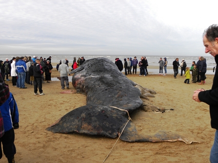 Stranded sperm whale on a beach surrounded by volunteers, The Wildlife Trusts 
