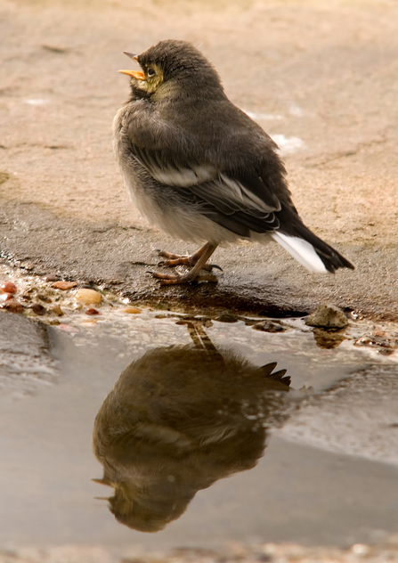 Pied wagtail chick stands on the ground with reflection on puddle, The Wildlife Trusts