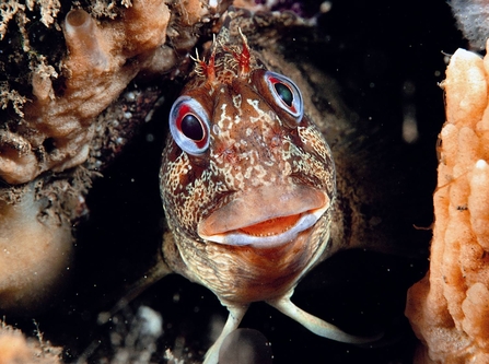 Tompot Blenny