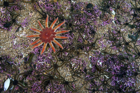 Common sunstar on maerl