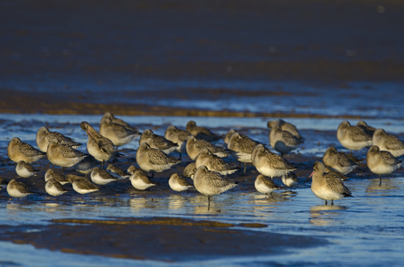 Bar-tailed Godwits and Dunlin roosting on a creek, the Wildlife Trusts