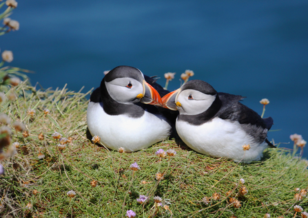 Pair of puffin mates The Wildlife Trusts