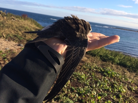 Juvenile common swift being released after found dazed on floor, The Wildlife Trusts