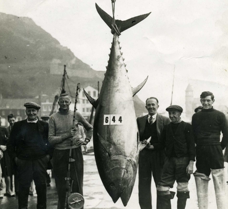 Bluefin tuna, Scarborough, 1949 - Phil Burton