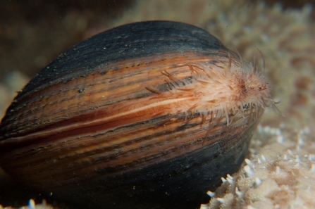 Ocean quahog 