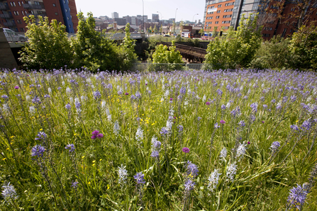 Wild flowers planted in Sheffield city centre