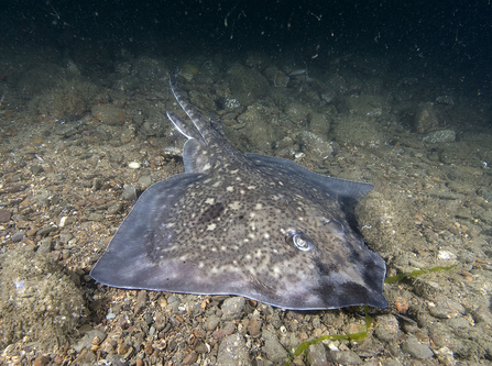 Thornback ray