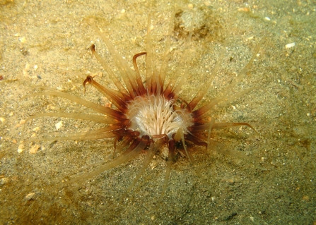 Burrowing anemone