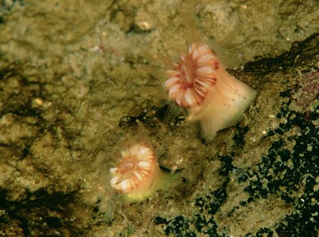 Devonshire cup coral