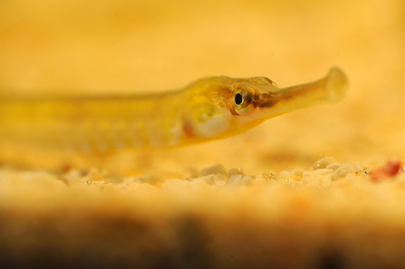 Greater pipefish