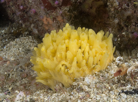 Hedgehog sponge