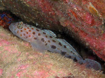 Leopard-spotted goby