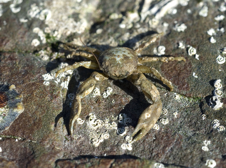 Long-clawed porcelain crab