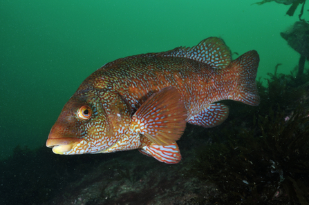 Ballan wrasse